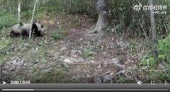 秦岭再现大熊猫“遛娃”,一对野生大