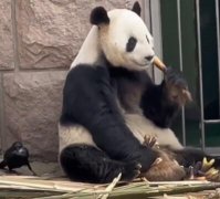 大熊猫被小鸟薅毛毫无反应淡定干饭,这也是两种物种
